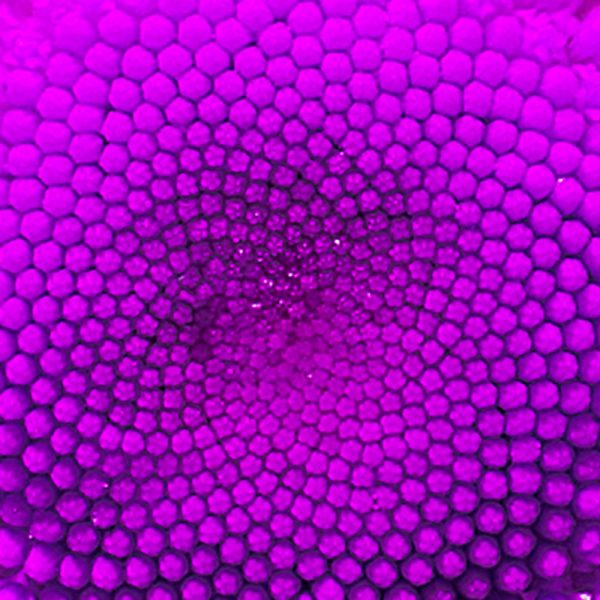 Anxiety & the Adrenals